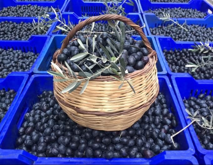 Yöresel Gemlik Zeytini Özellikleri